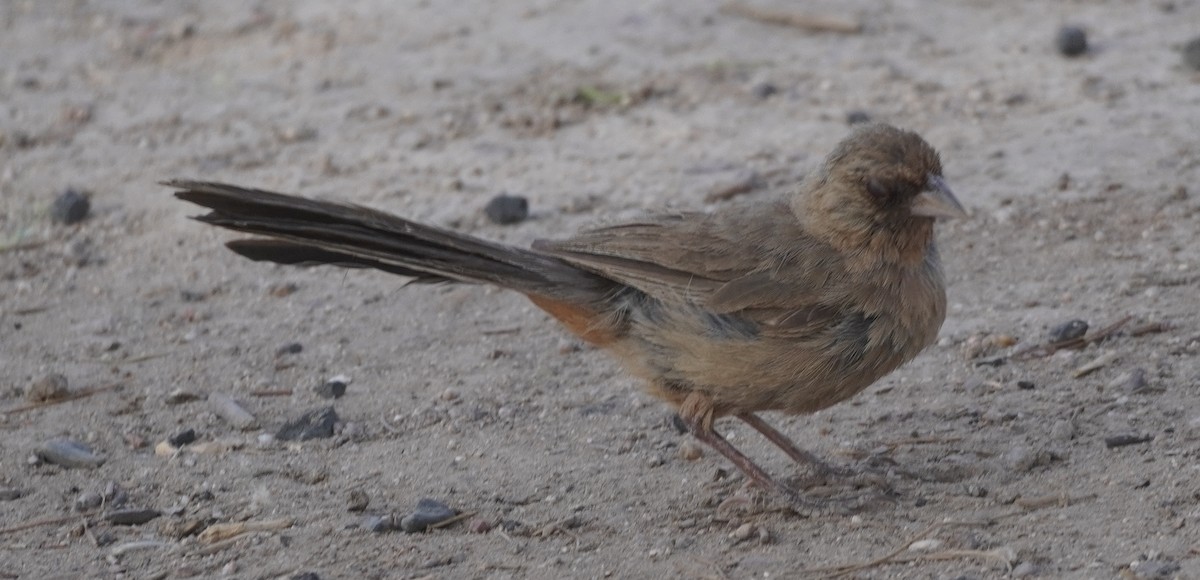 Abert's Towhee - ML638114555