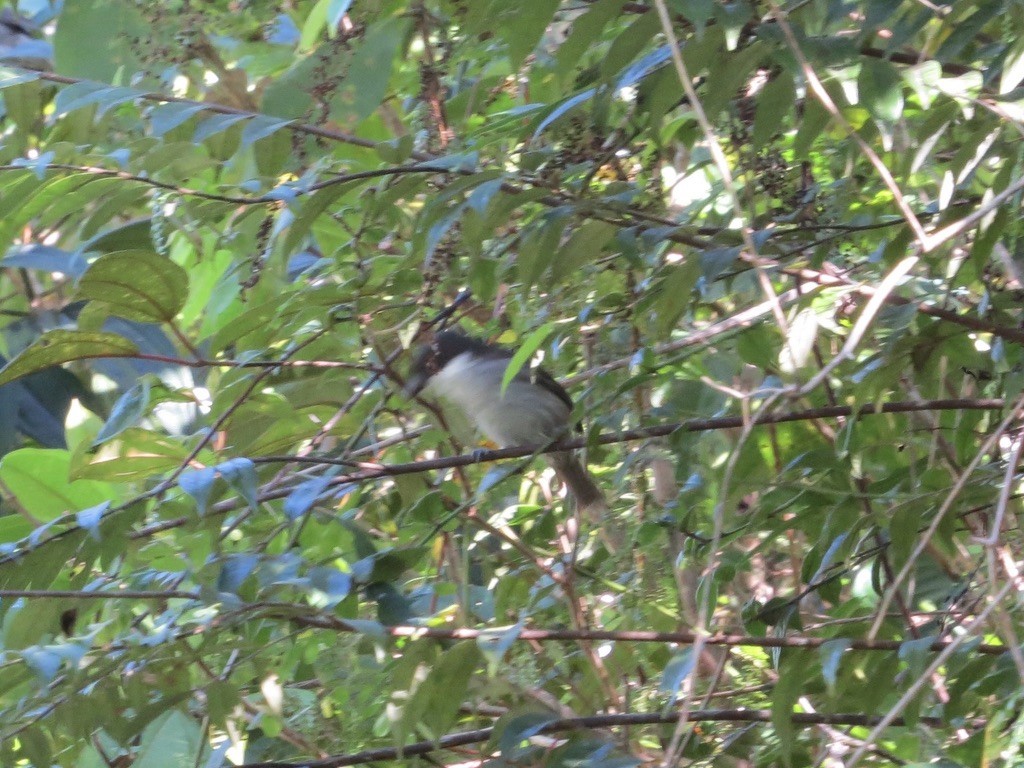 Puerto Rican Tanager - ML638114565