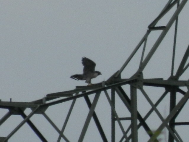Peregrine Falcon - ML638114590