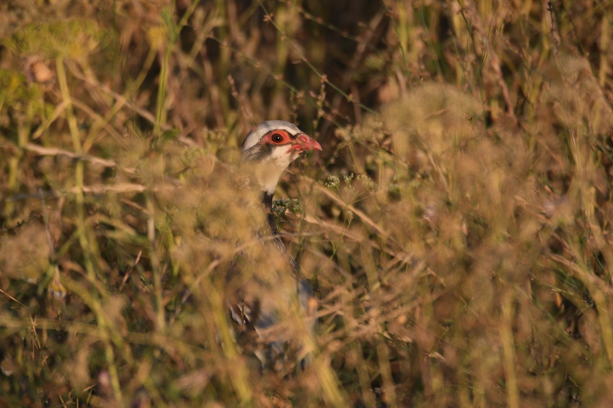 Red-legged Partridge - ML638114592