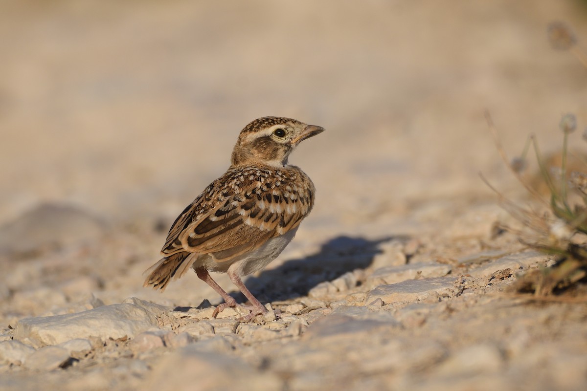 Greater Short-toed Lark - ML638114602