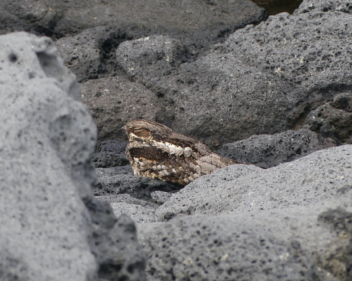 Gray Nightjar - ML638114616