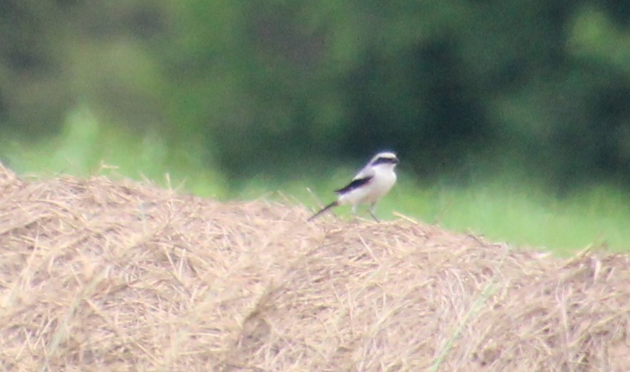 Loggerhead Shrike - ML638114620