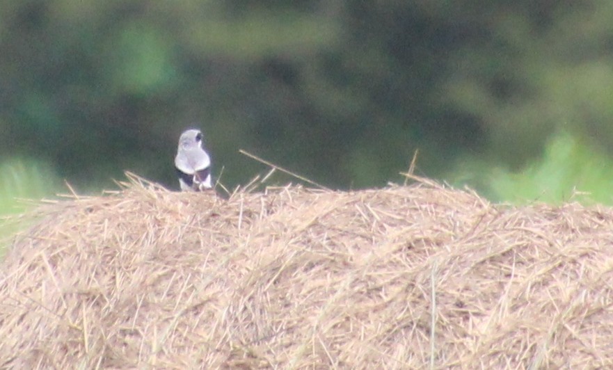 Loggerhead Shrike - ML638114621