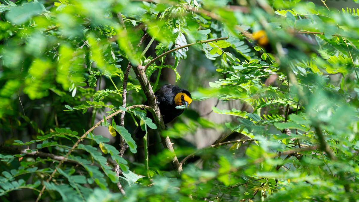 Black-billed Weaver - ML638114662