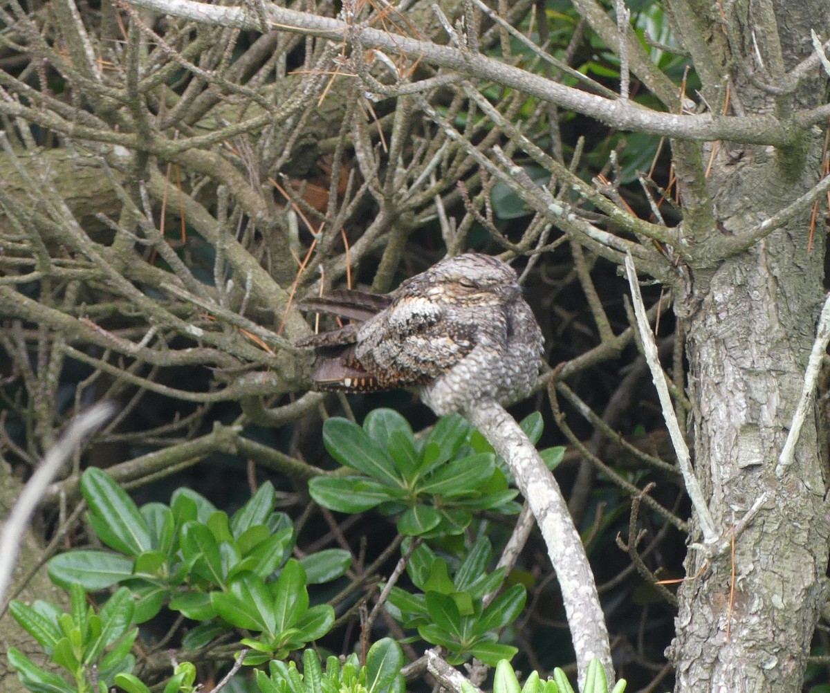 Gray Nightjar - ML638114690