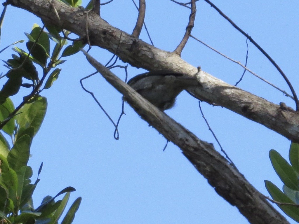 Puerto Rican Tanager - ML638114699
