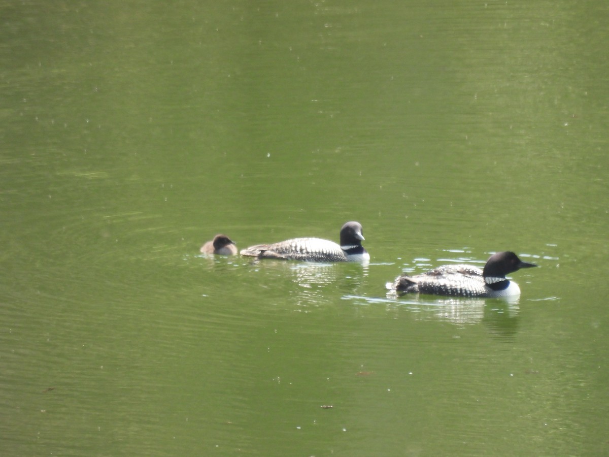 Common Loon - ML638114707
