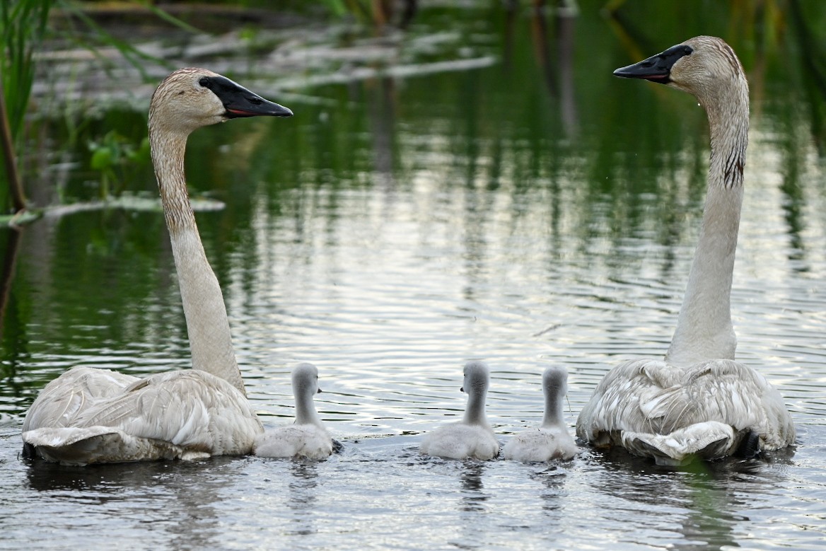 Trumpeter Swan - ML638114736