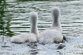 Trumpeter Swan - ML638114737