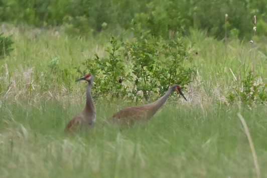 Sandhill Crane - ML638114759