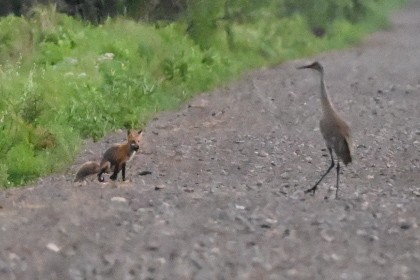 Sandhill Crane - ML638114760