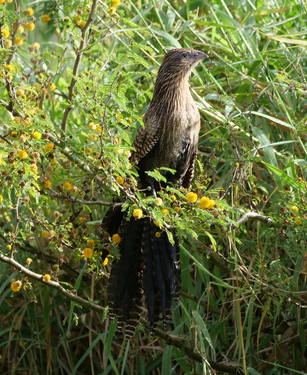 Pheasant Coucal - ML638114766