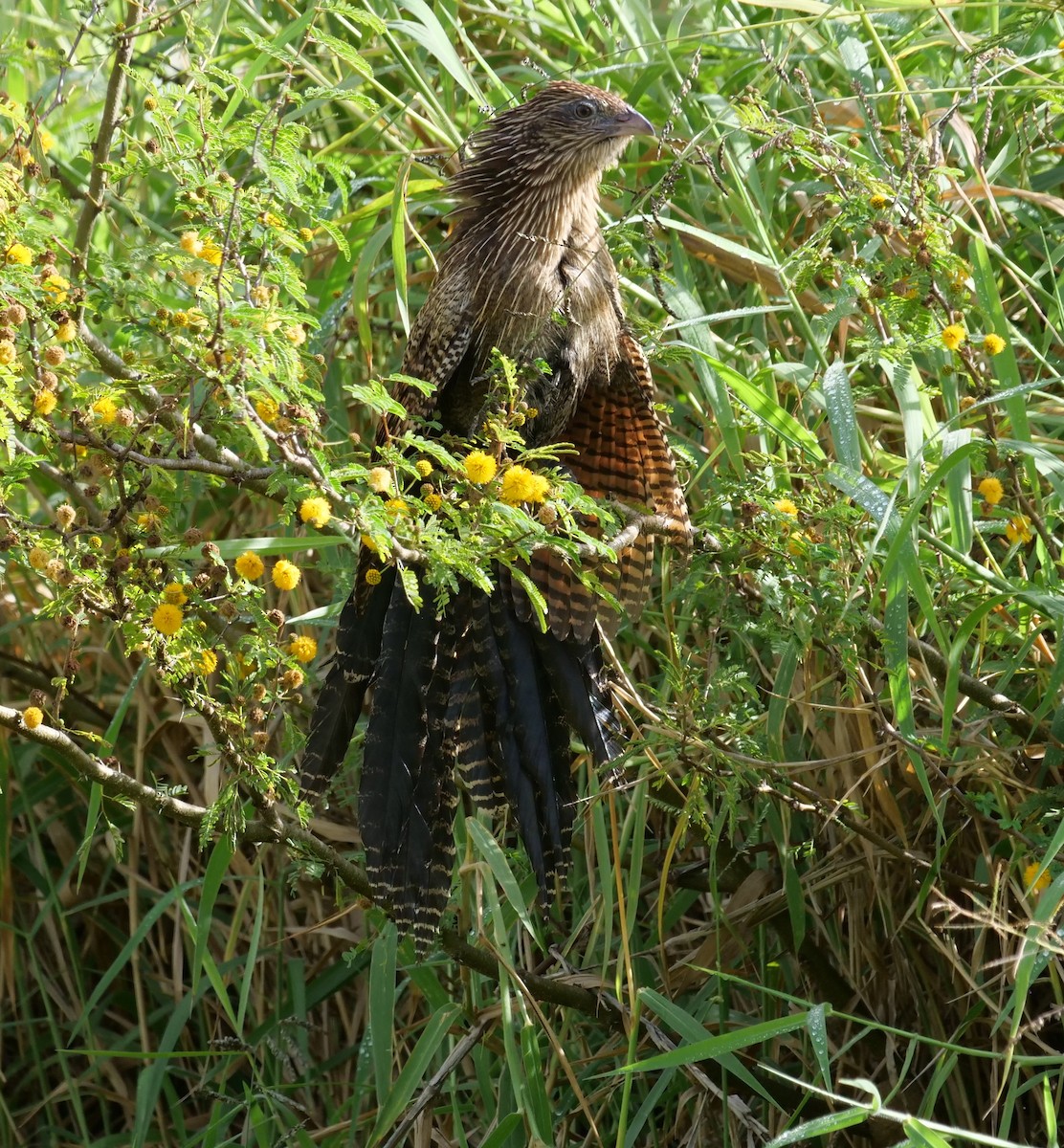 Pheasant Coucal - ML638114767