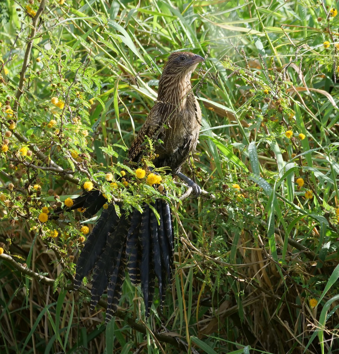 Pheasant Coucal - ML638114768