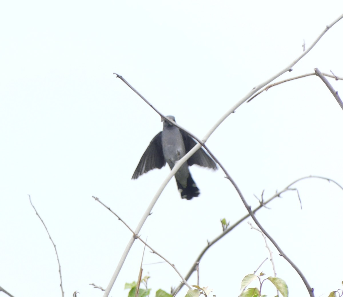 Black-winged Cuckooshrike - ML638114773