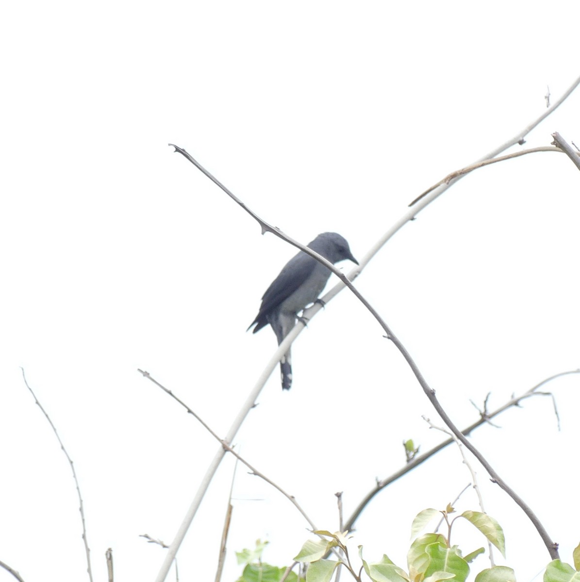 Black-winged Cuckooshrike - ML638114774