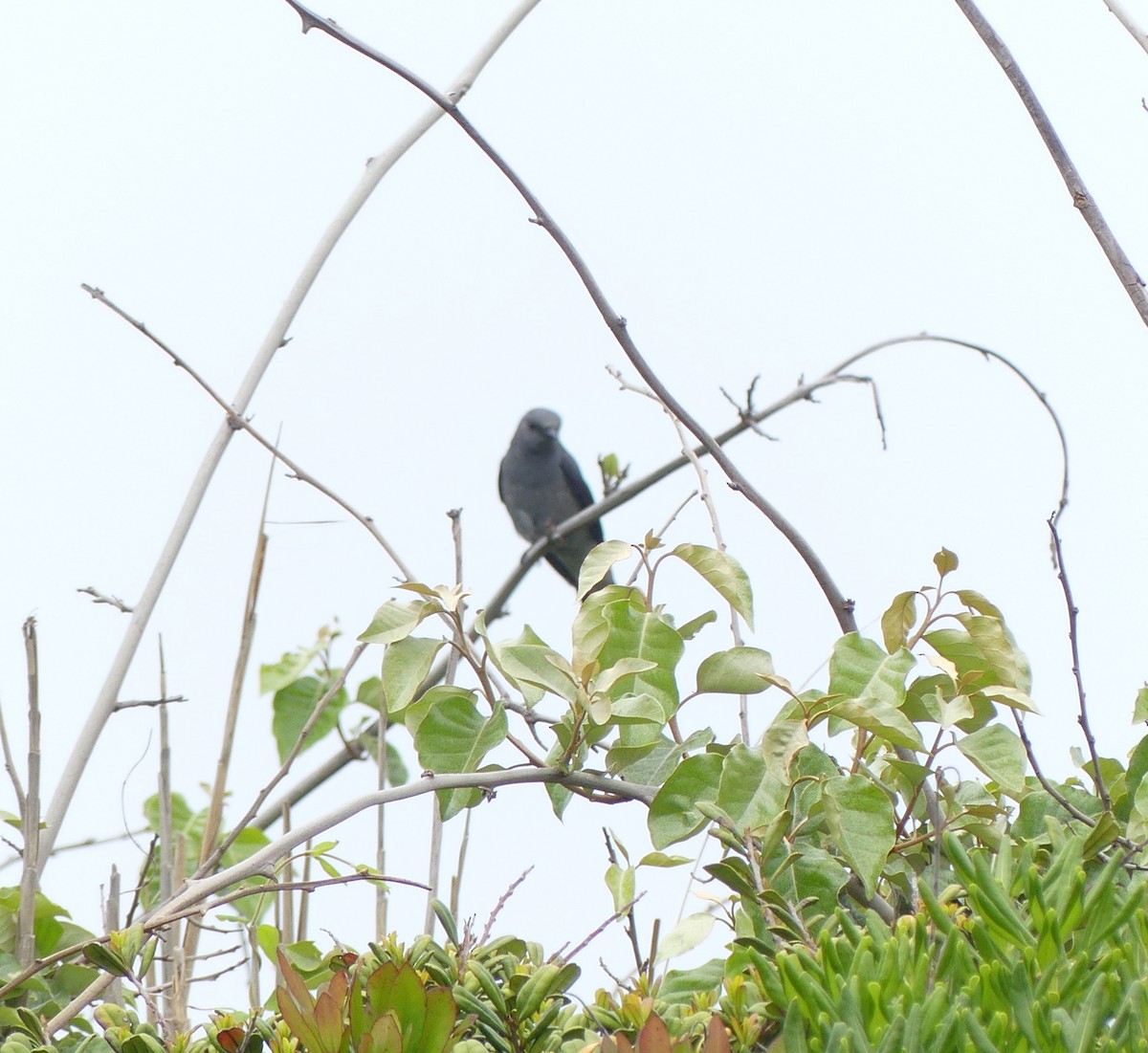 Black-winged Cuckooshrike - ML638114776