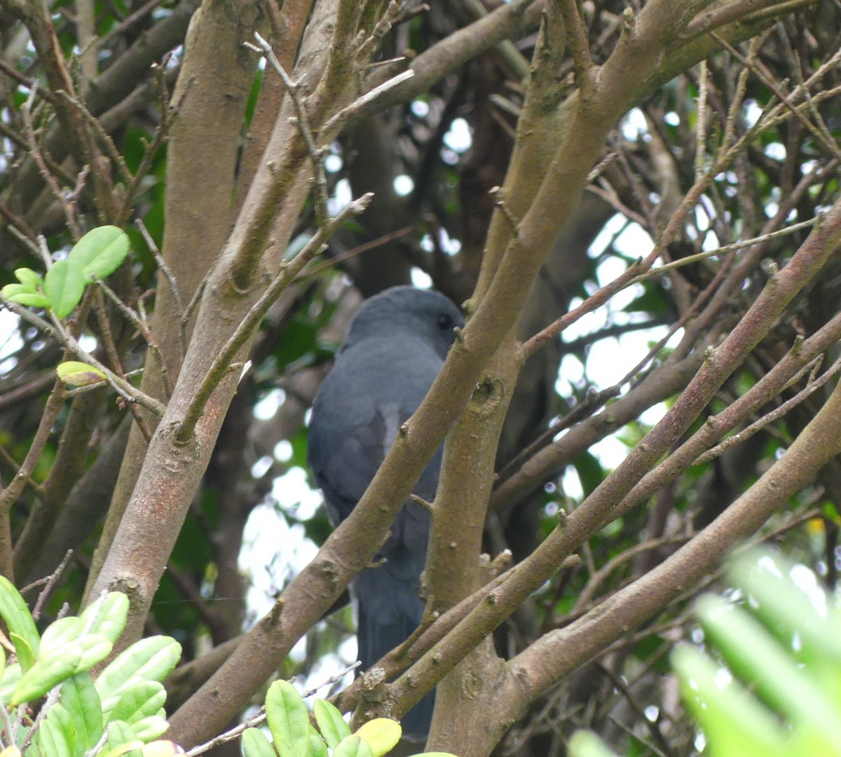 Black-winged Cuckooshrike - ML638114777
