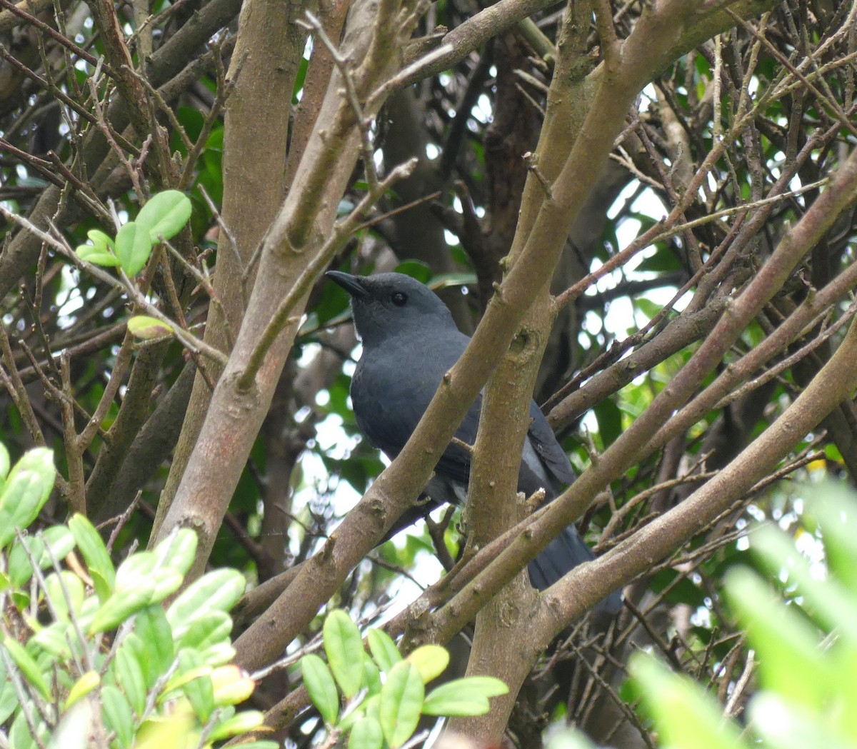 Black-winged Cuckooshrike - ML638114778