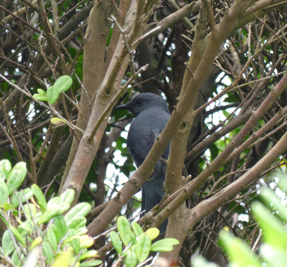 Black-winged Cuckooshrike - ML638114779
