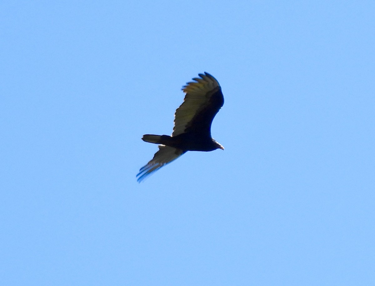 Black Vulture - ML638114780