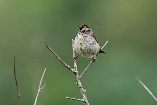 Swamp Sparrow - ML638114783