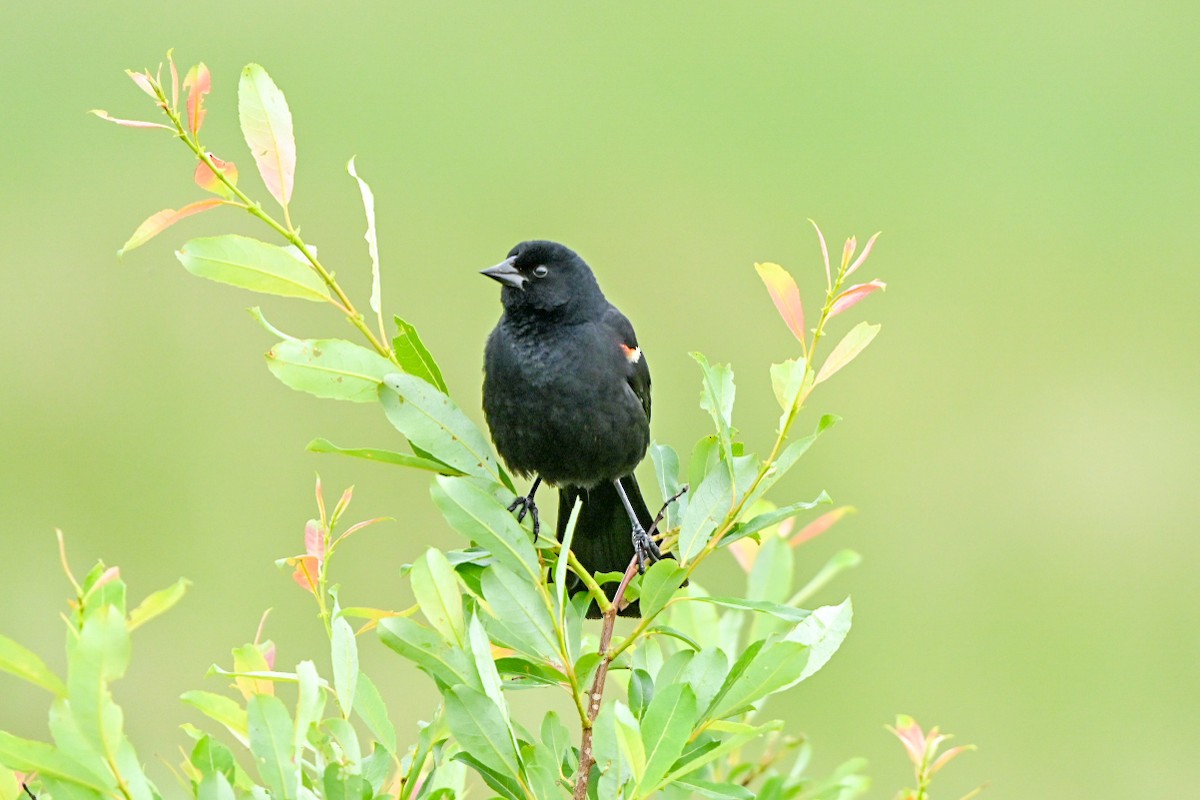 Red-winged Blackbird - ML638114790