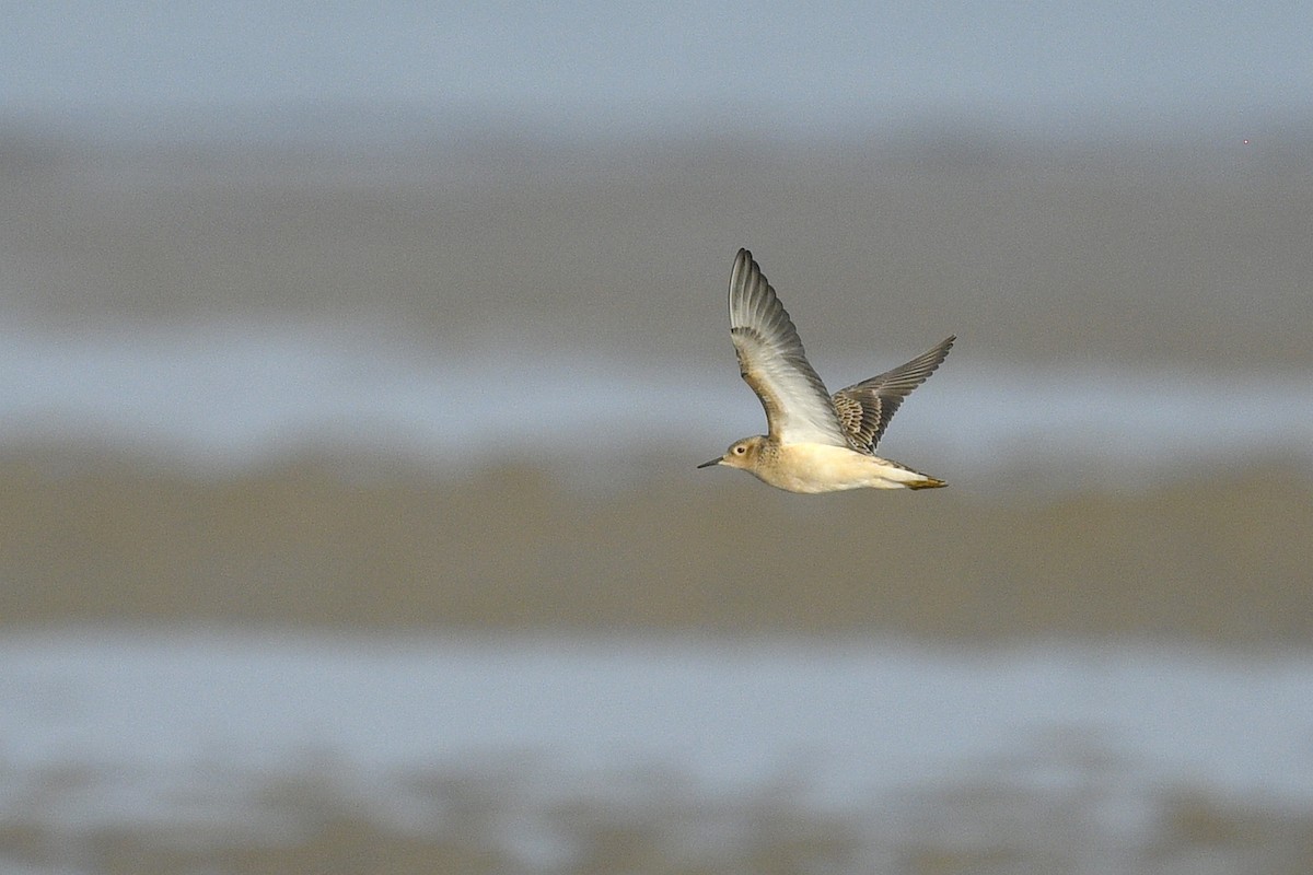 Buff-breasted Sandpiper - ML638114794