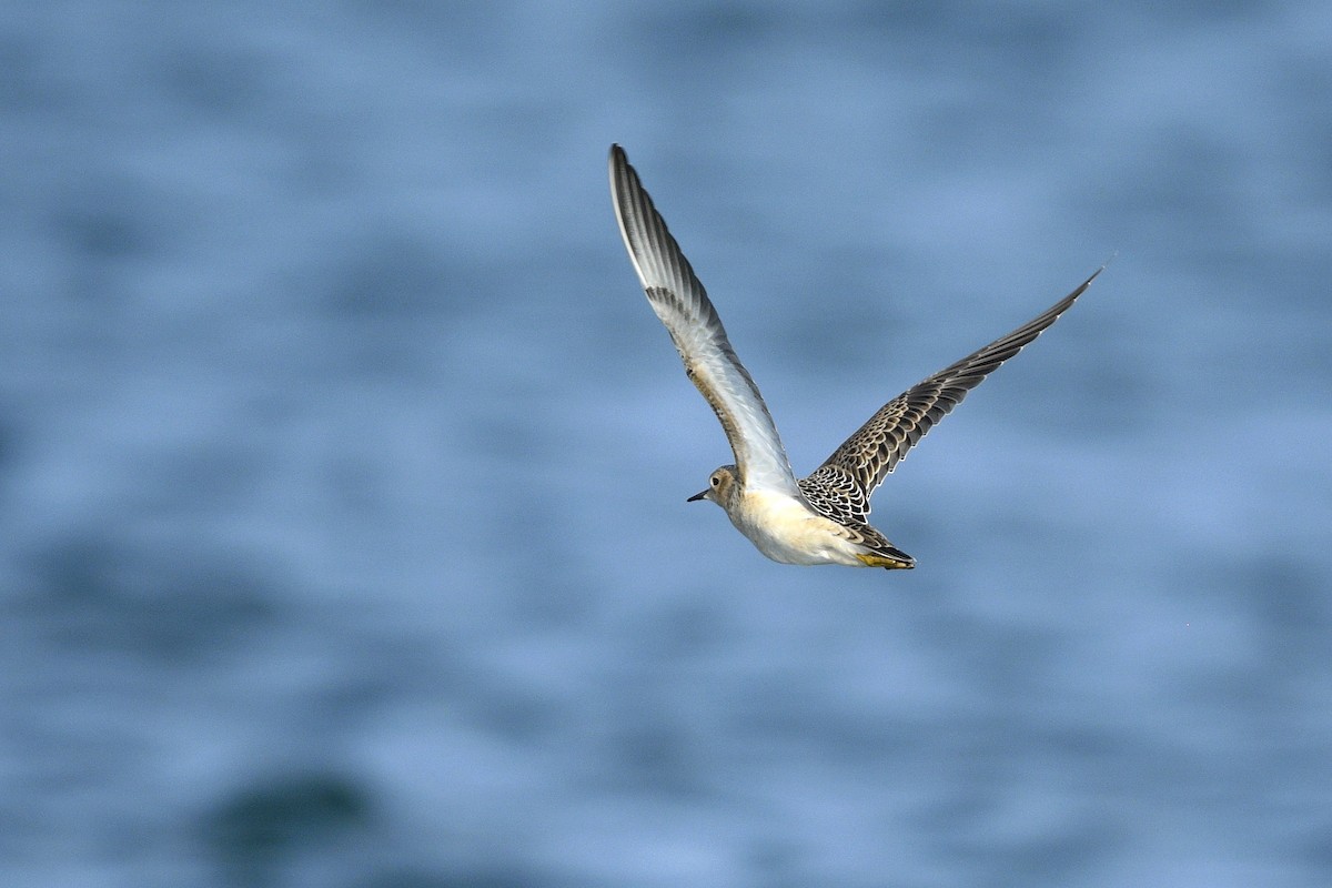 Buff-breasted Sandpiper - ML638114795
