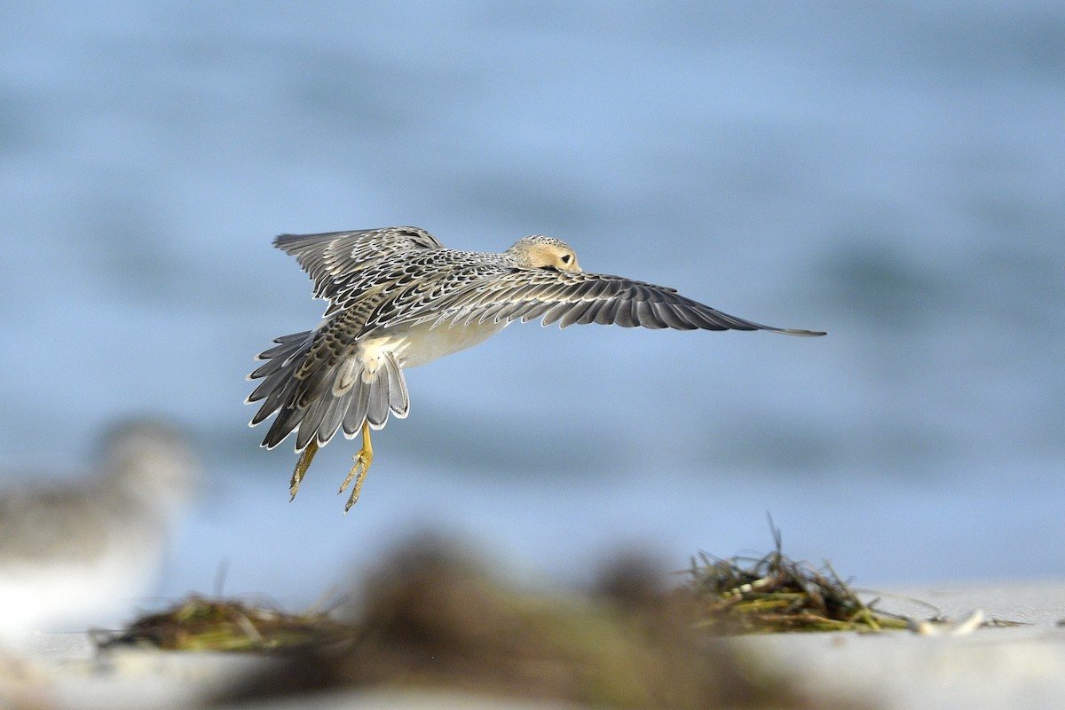 Buff-breasted Sandpiper - ML638114796