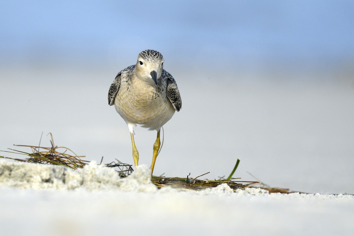 Buff-breasted Sandpiper - ML638114799