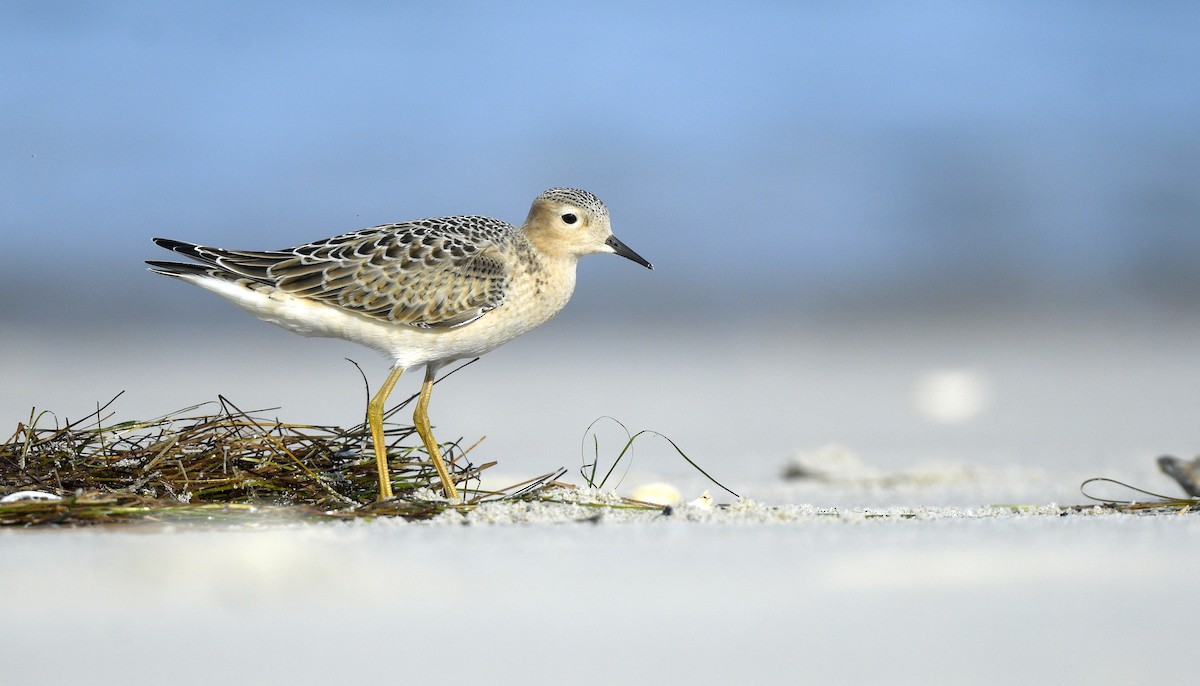 Buff-breasted Sandpiper - ML638114800