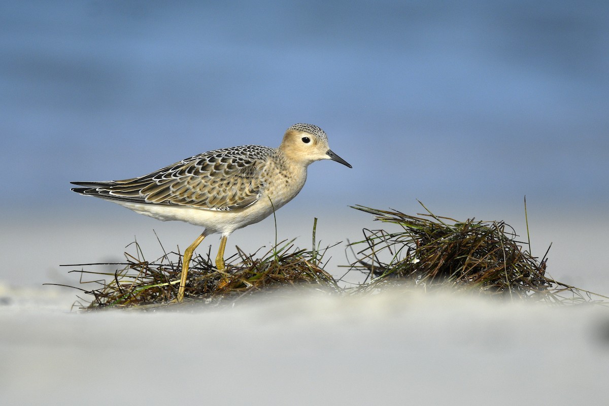 Buff-breasted Sandpiper - ML638114801