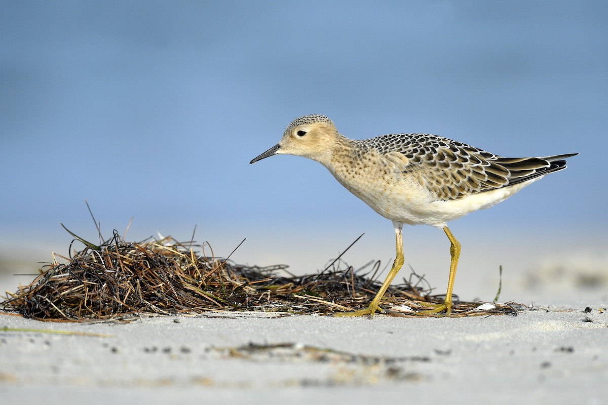 Buff-breasted Sandpiper - ML638114803