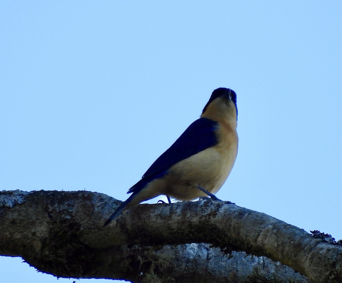Fawn-breasted Tanager - ML638114805