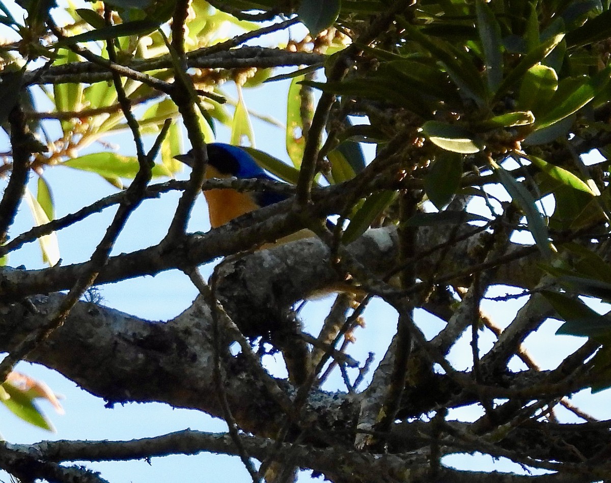 Fawn-breasted Tanager - ML638114806