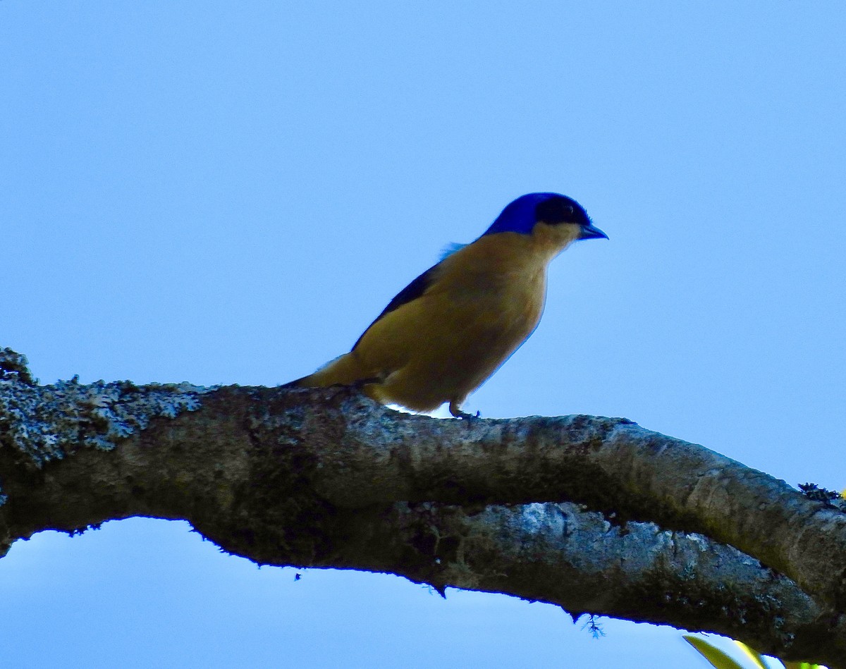 Fawn-breasted Tanager - ML638114807