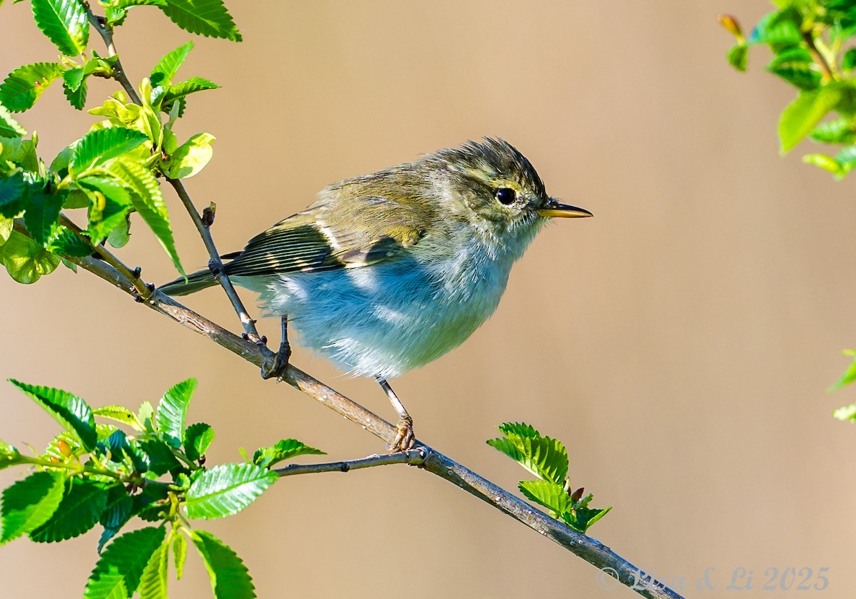 Yellow-browed Warbler - ML638114832