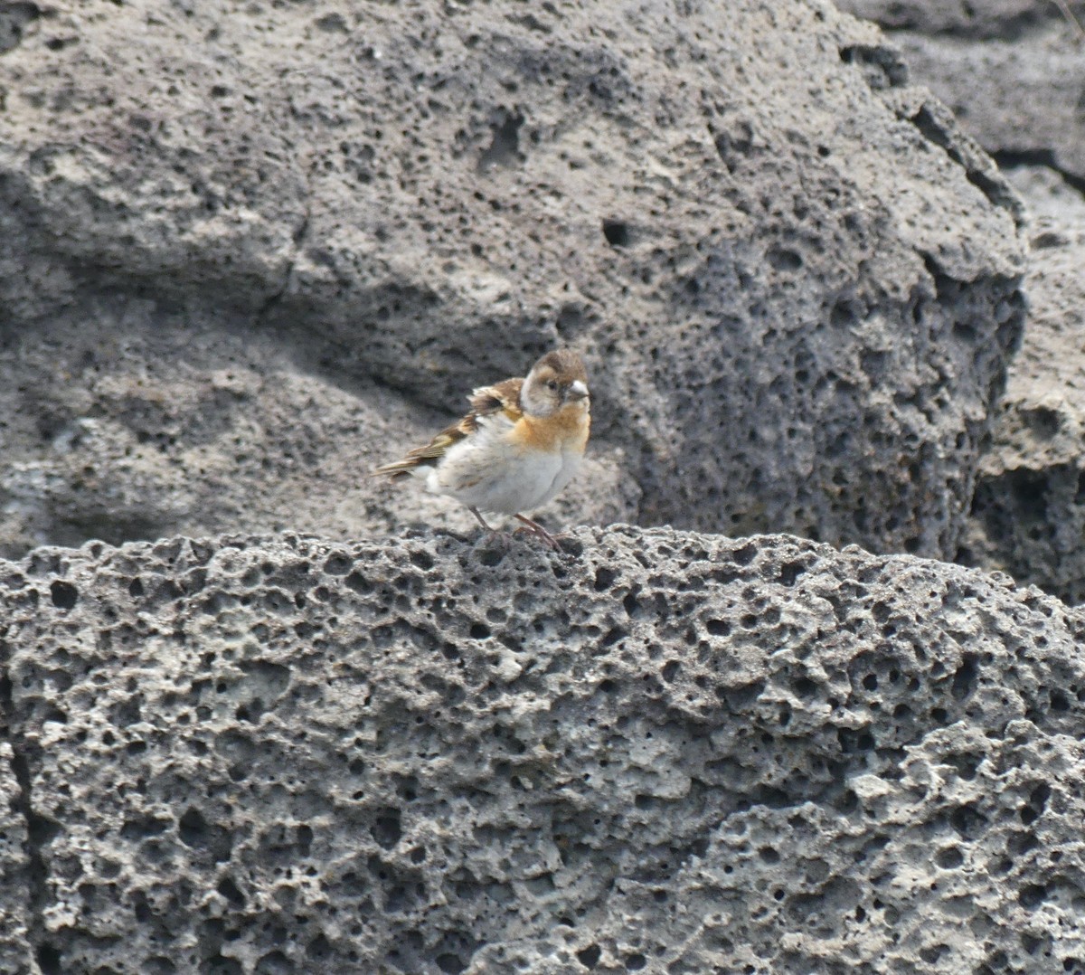 Brambling - ML638114836