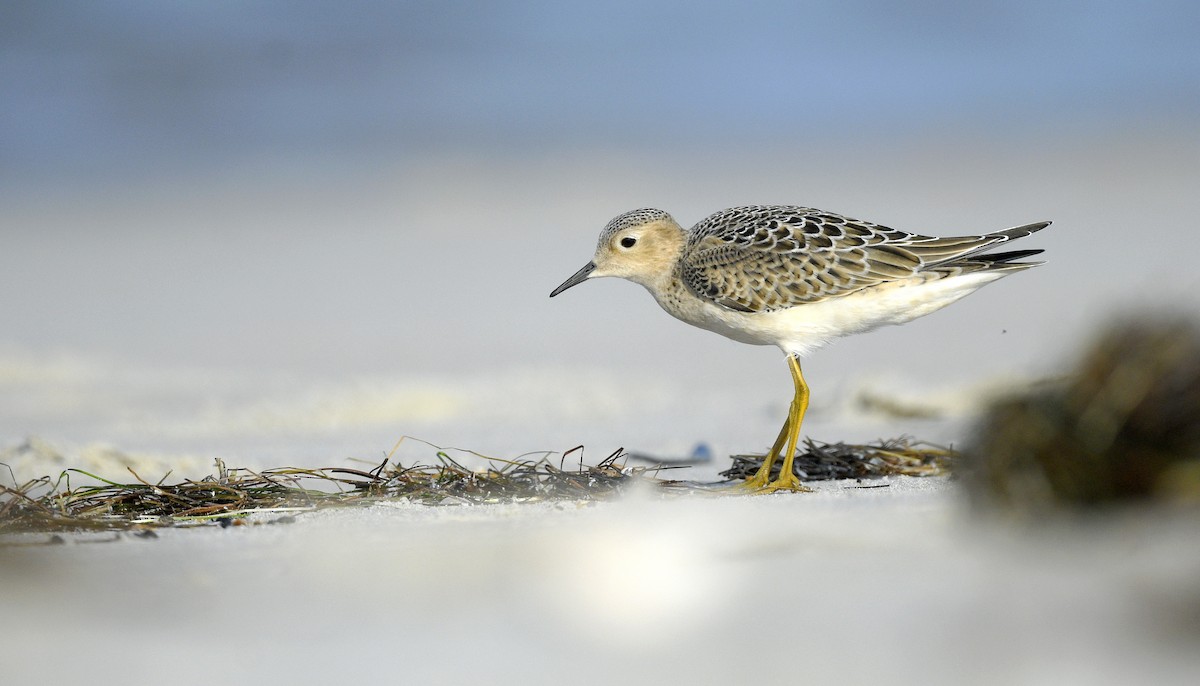 Buff-breasted Sandpiper - ML638114845