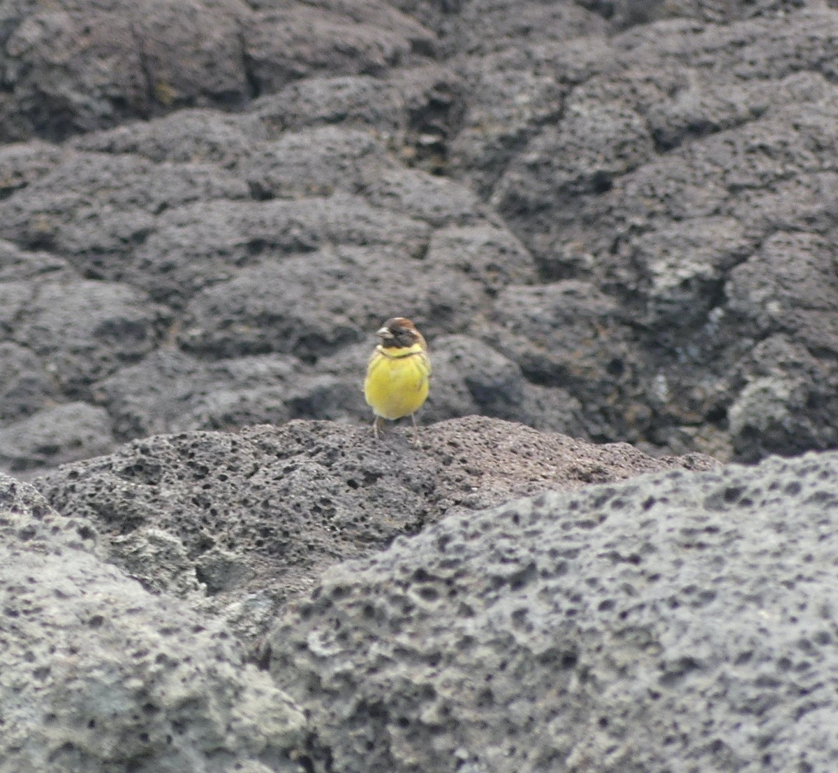Yellow-breasted Bunting - ML638114851