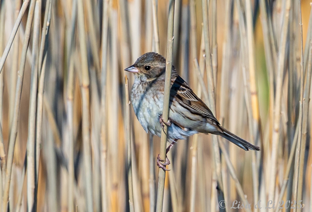 Black-faced Bunting - ML638114871