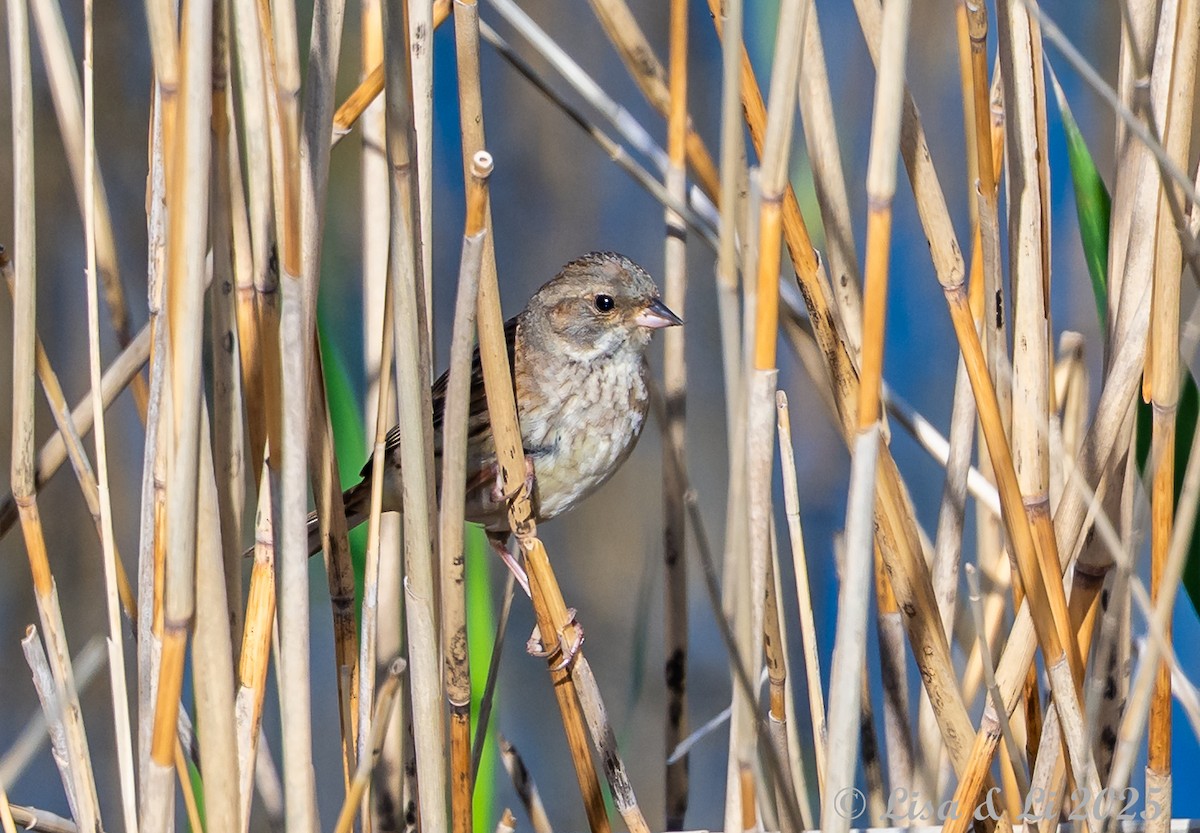 Black-faced Bunting - ML638114872