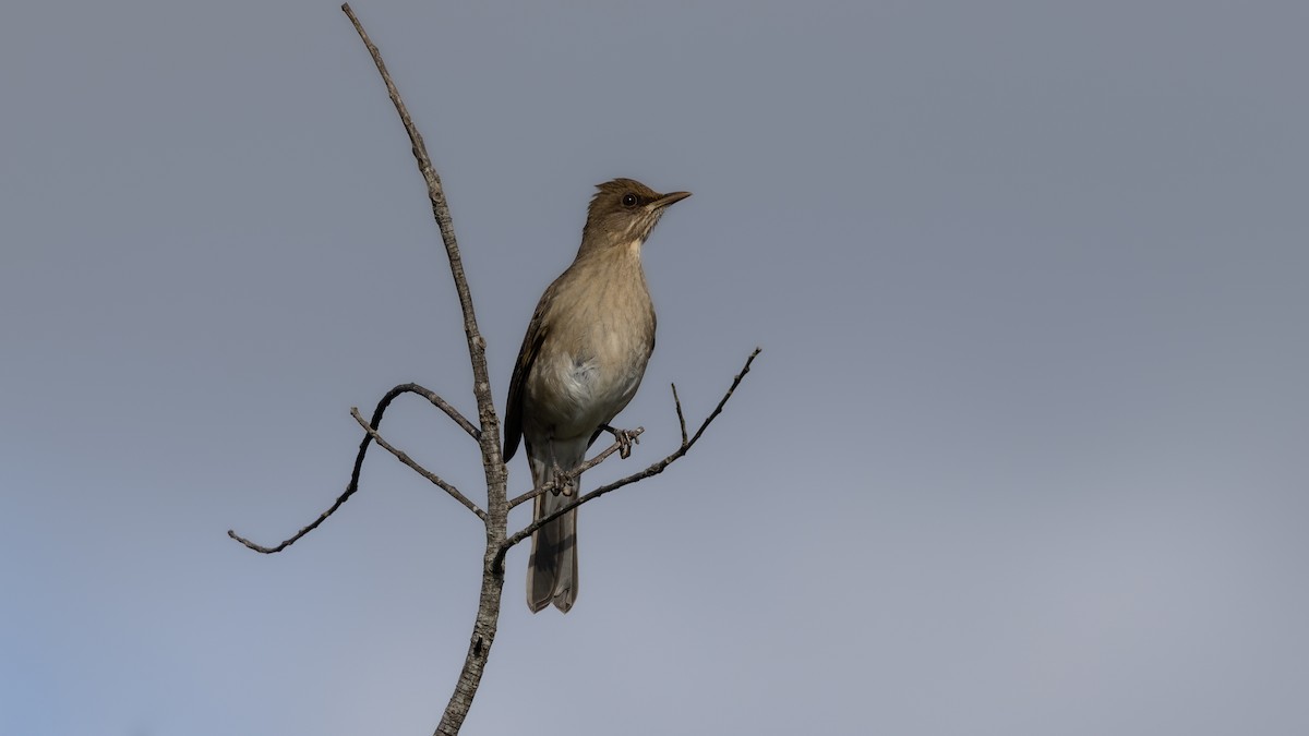 Creamy-bellied Thrush - ML638114878