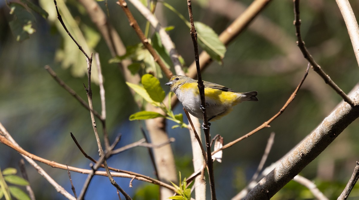 Purple-throated Euphonia - ML638114888