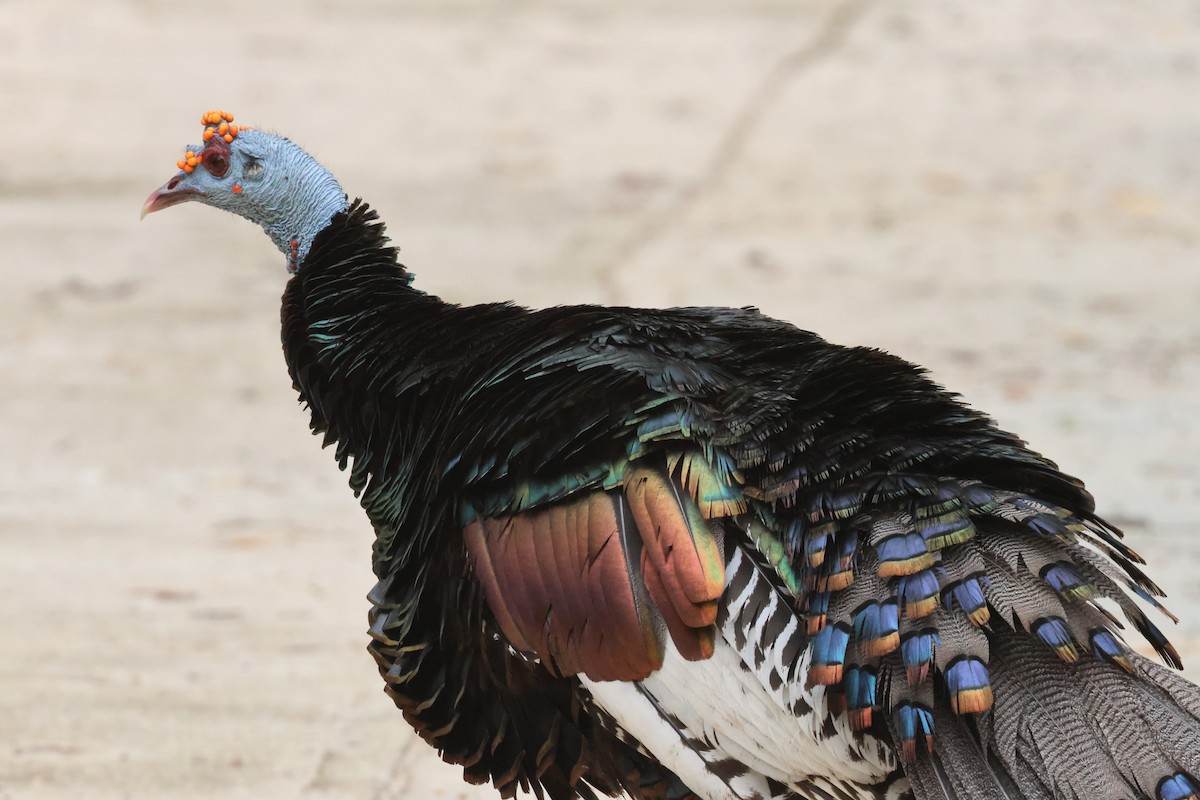 Ocellated Turkey - ML638114919