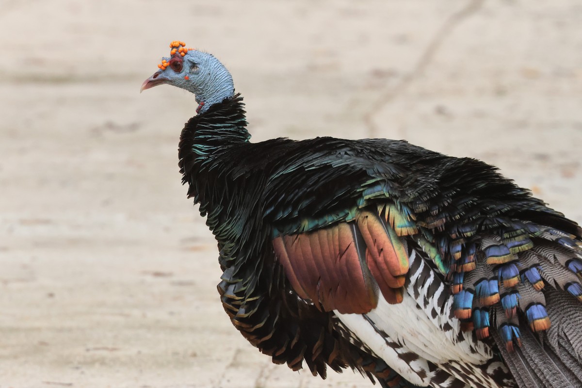 Ocellated Turkey - ML638114920