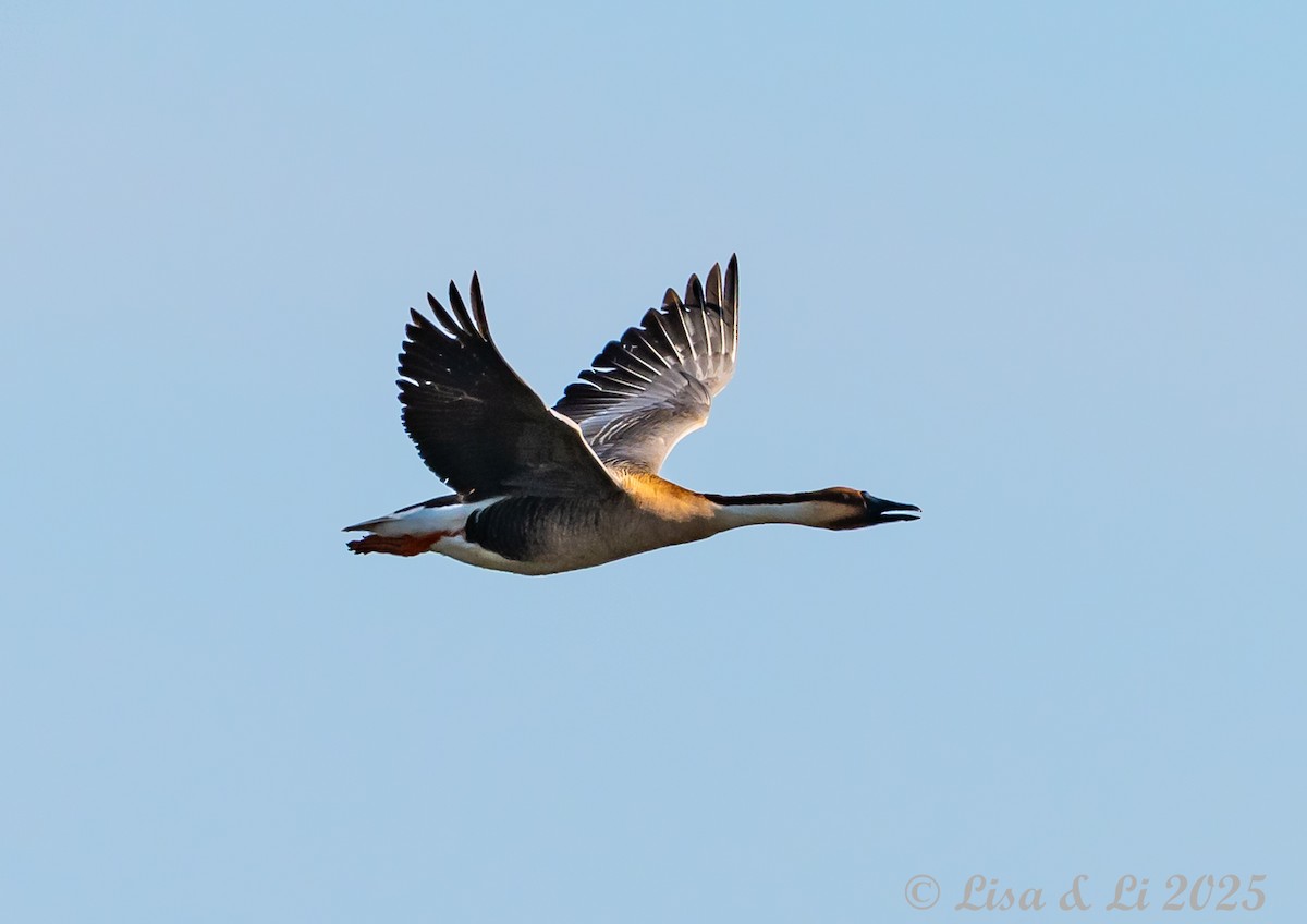 Swan Goose - ML638114924
