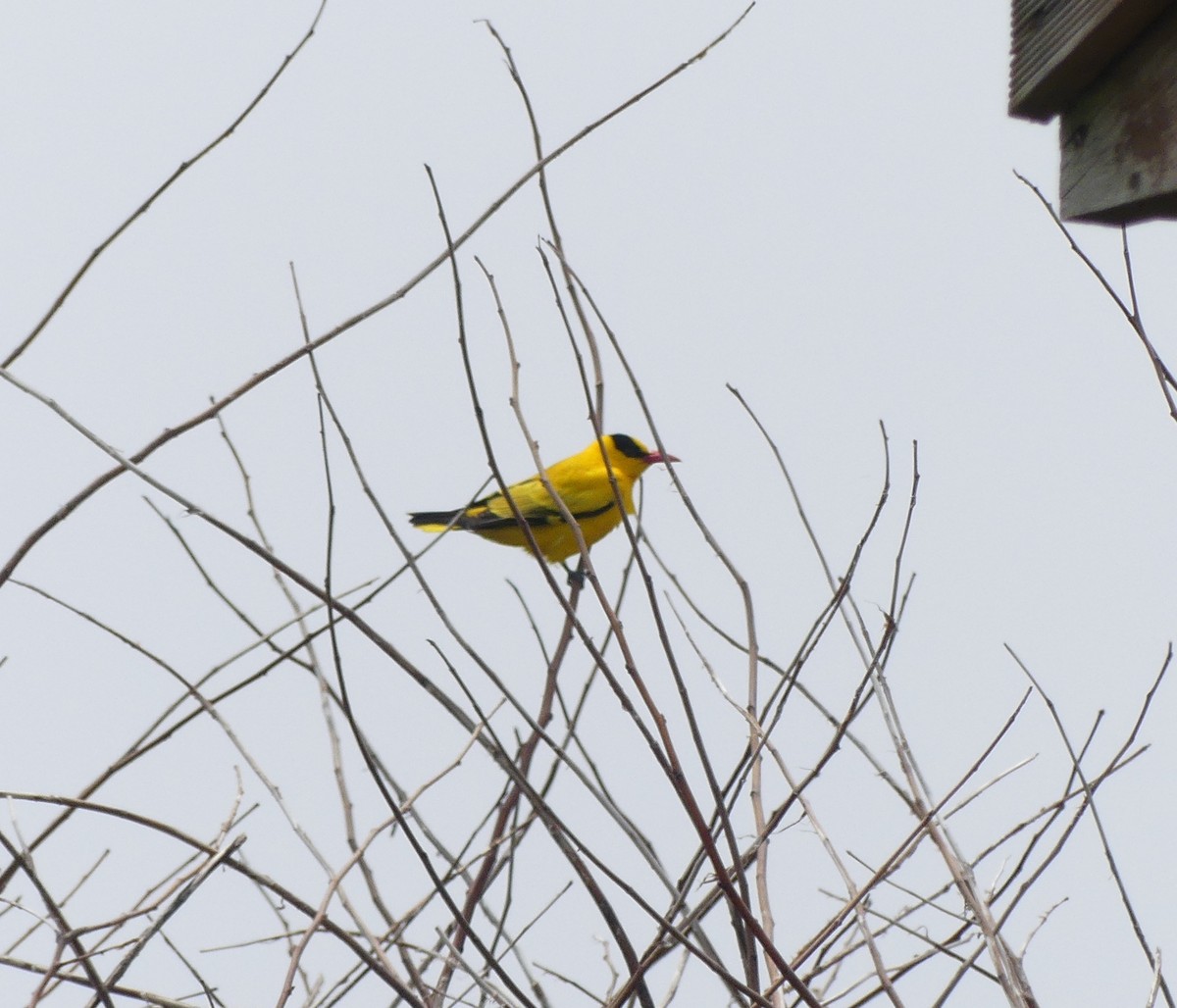 Black-naped Oriole - ML638114925